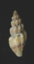 Mangelia&nbsp;costulata